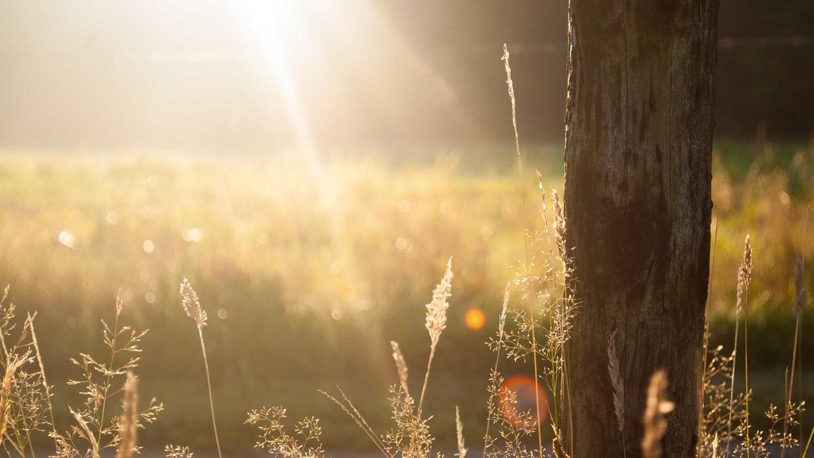 Aftertaste of Pleasure